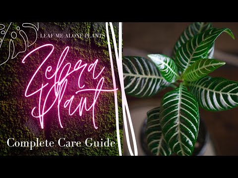 Zebra Plant (Aphelandra squarrosa) Complete Plant Care Guide For Beginners