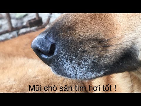 Video: Chó Săn Có Cần Đi Săn để được Hạnh Phúc Không?