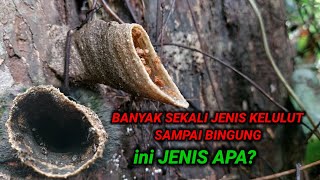 Jumpa Berbagai Jenis Kelulut saat Perjalanan Menuju Spot Mancing di Tengah Hutan Kalimantan