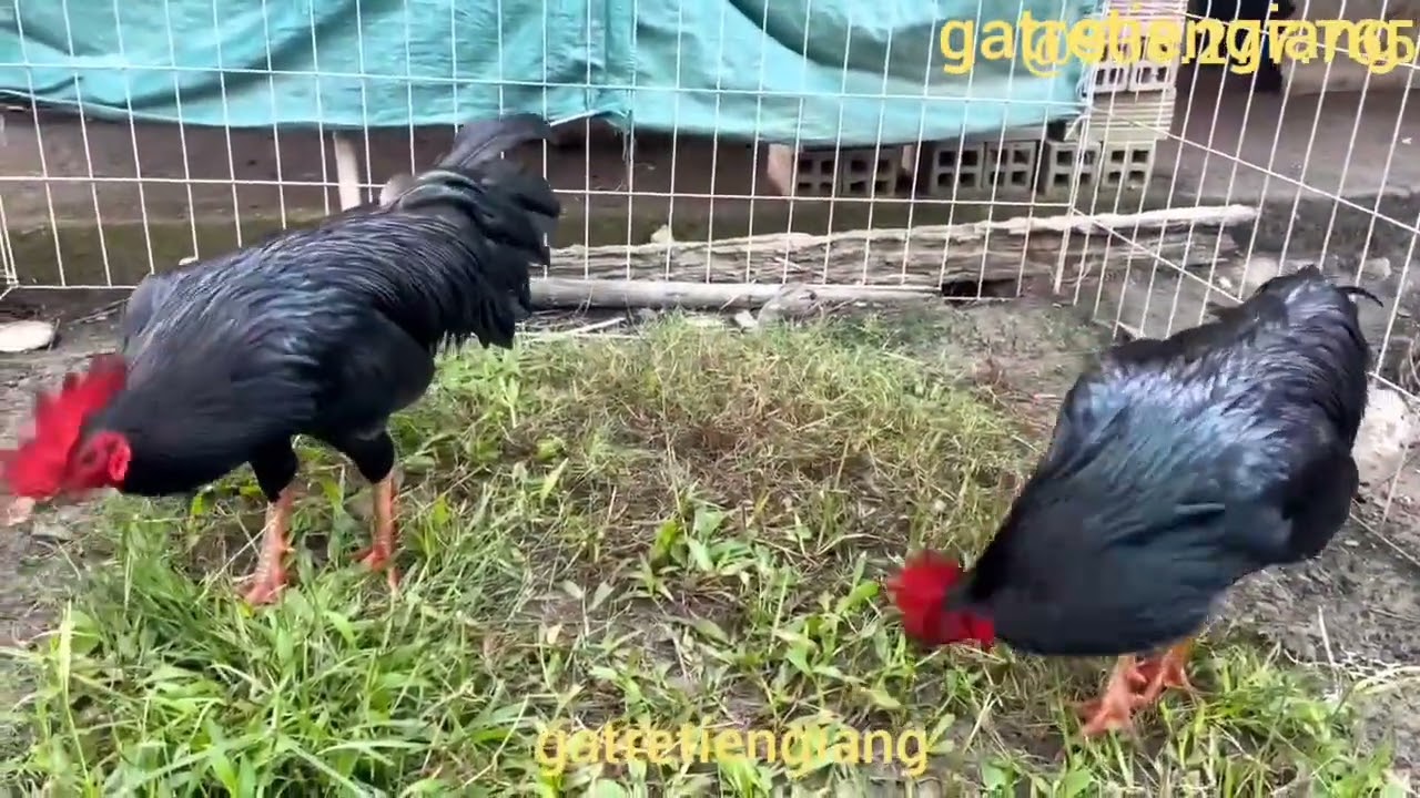 Gà Ô/ gà sinh đôi/ cặp gà Nòi Ô