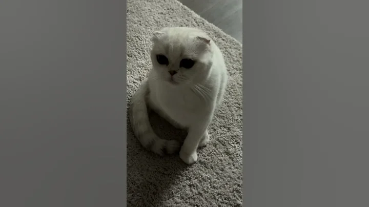 Watch the video about #scottishcat #cat #scottishfoldlovers #cute #kitten #cutecat #pets #funny #kitty #animals