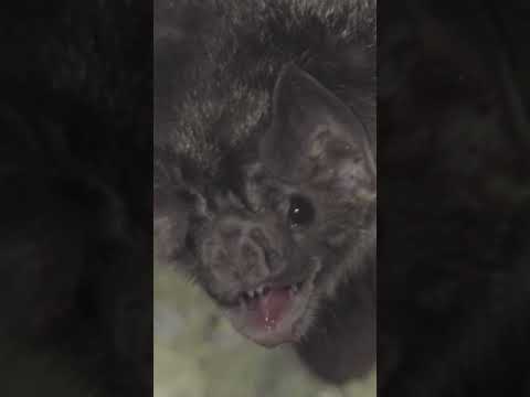 فيديو: هل يخرج الخفافيش لرمي الخفافيش؟