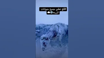 جميع حيوانات المزرعه مغطاه بالثلج منظر رهيييب Shorts Like Subscribe ثلوج Snow 