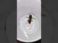 Chiti kese hmla karti 🐜 #storybibs #reels #shorts #reals #viral #treanding #ants #youtube