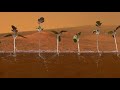 Tomatos on mars