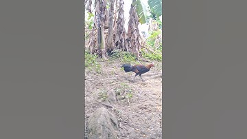 gà rừng tơ siêu đẹp trai.qaib qus zoo nkauj tiag tiag