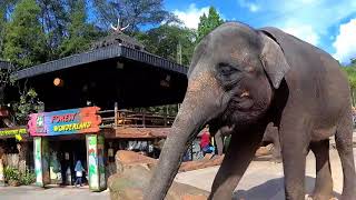 Nyuapin Gajah | Kasih Makan Gajah