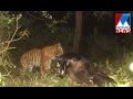 Tiger hunting cow in wayanadu  manorama news