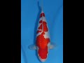 アリタ錦鯉 プレミアムセレクション 銀鱗紅白NO.433