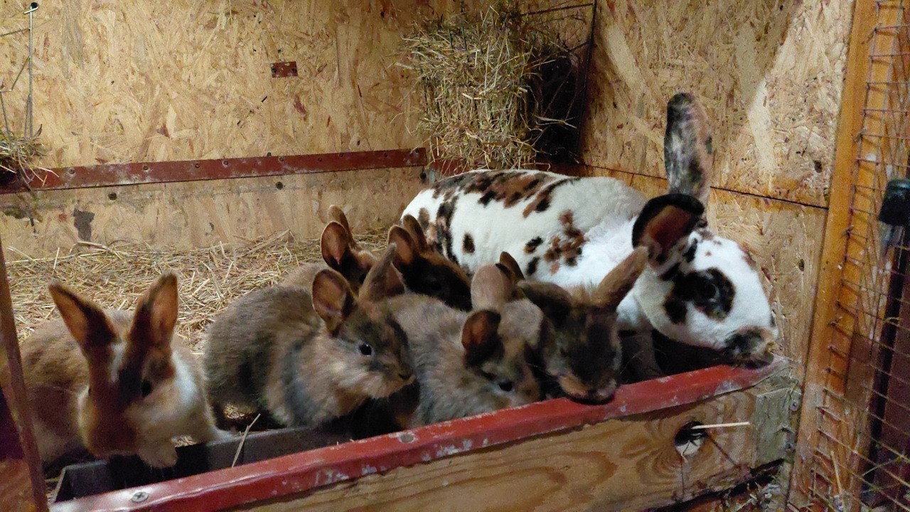 Pierwsze wykoty w sezonie 2026 || Miesięczne Rexy || Niedzielny obchód po hodowli.