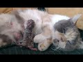 Cute Cat Gave Birth Mother Can And Her Kitten Both Need Human Help