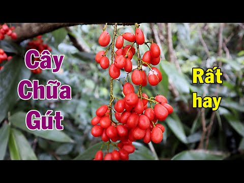 Video Cây chữa bệnh Gút rất hay | THAODUOC.NET - youtube