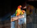 Cute parrot couple  shorts youtubeshots viralshorts viral