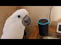 Cockatoo Attempts To Order Farts Off Of Alexa - YouTube