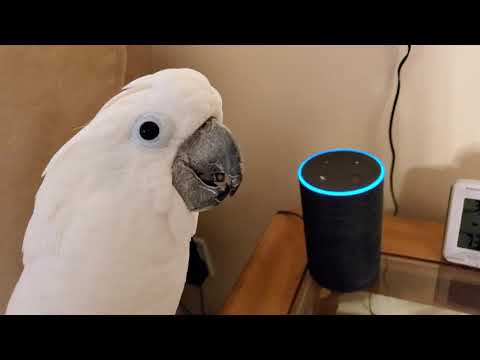 Video: Smart Pet Parrot Gebruikt Amazon Alexa Om Boodschappen Te Bestellen, Eigenaar Verrast Door Leveringen