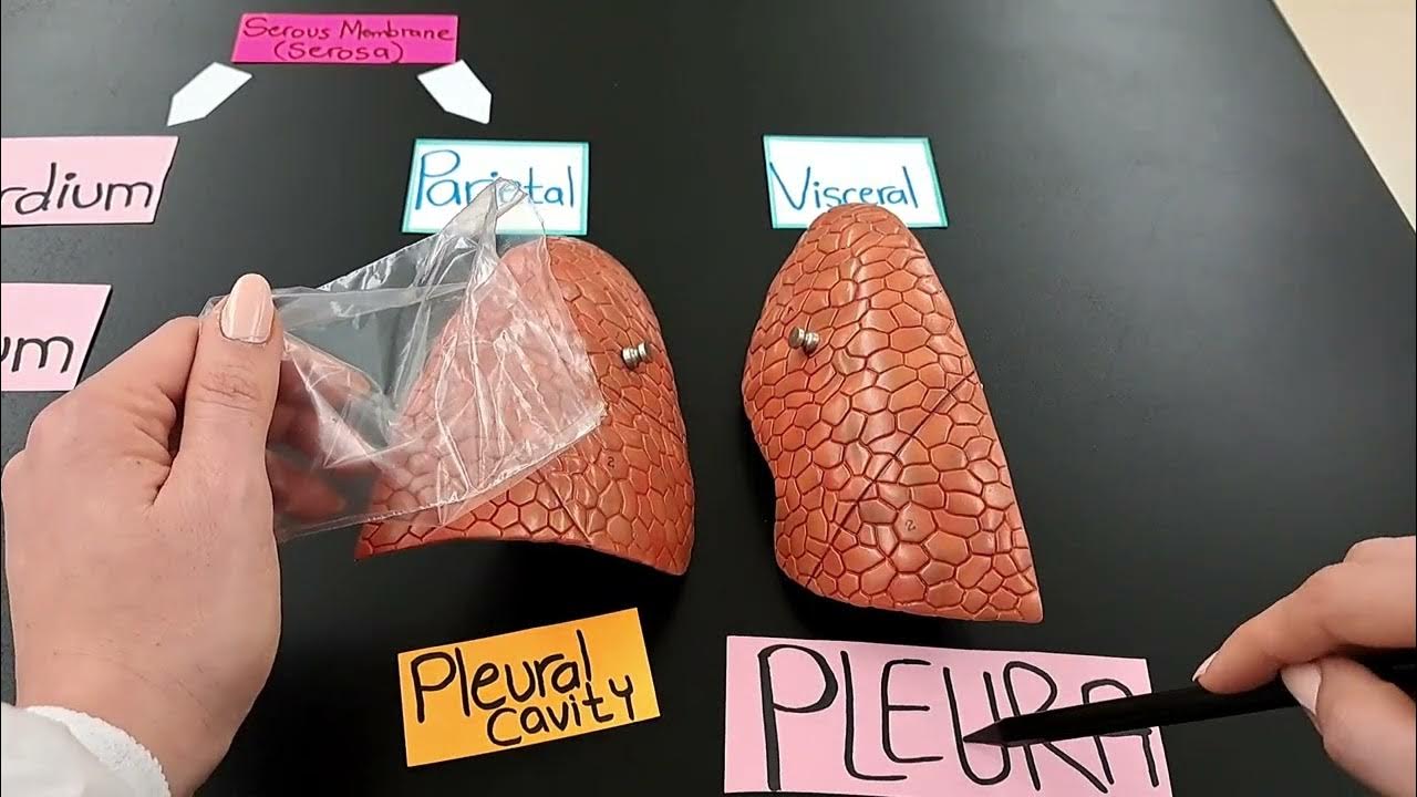 the-serous-membranes-visceral-vs-parietal-serosa-made-easy-youtube