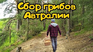 Сбор грибов Австралии. Грибы Рыжики . Все про Австралию .