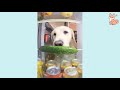 Cute Funny and Smart Dogs Compilation😍🤣🤣