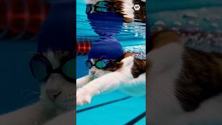 Lykke Shows All Swim Strokes at the Pool! | 리케의 수영장 접·배·평·자 완전 정복!