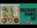 Succulent  plants set