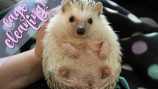 Hedgehog Cage Cleaning! (Midwest Critter Nation)