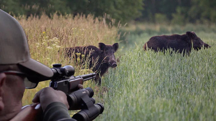 Hunting Wild Boar with 22mag! 2 Wild Boar at one time!  {Catch Clean Cook} I fed the Neighborhood!