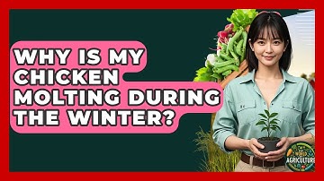 Why Is My Chicken Molting During The Winter? - The World of Agriculture
