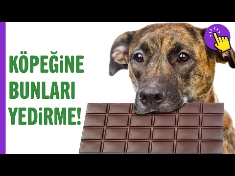 Video: Köpeğinizi Asla Beslememeniz Gereken 10 Yiyecek