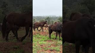 Moving wild horses to a different feeding area #horse #mustang