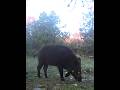 КАБАНЧИК #кабан #фотоловушка #лес #звери #animals #wildanimals #wald #youtubeshorts #ytshorts