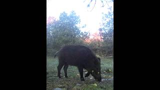 КАБАНЧИК #кабан #фотоловушка #лес #звери #animals #wildanimals #wald #youtubeshorts #ytshorts