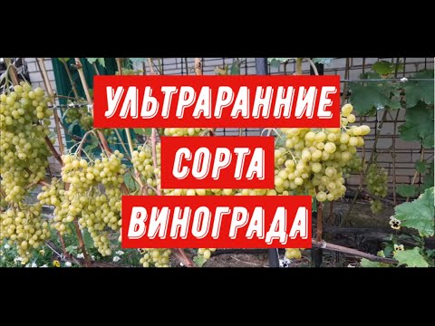 Ультраранние сорта винограда - YouTube