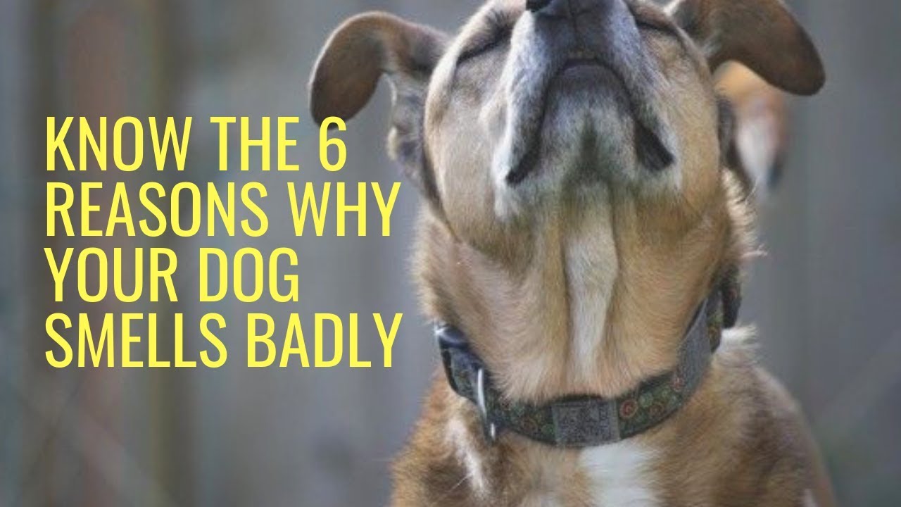 Know The 6 Reasons Why Your Dog Smells Badly - YouTube