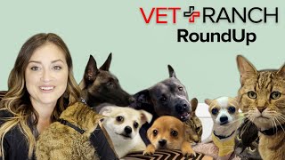Vet Ranch RoundUp: Kittens, Puppies, and Adoptions!!!