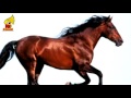 Horse Sounds Vol 3 Animal Sound For Children 