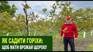 видео: №222 Чому варто садити горіхи різних строків дозрівання картинка: №222 Чому варто садити горіхи різних строків дозрівання
