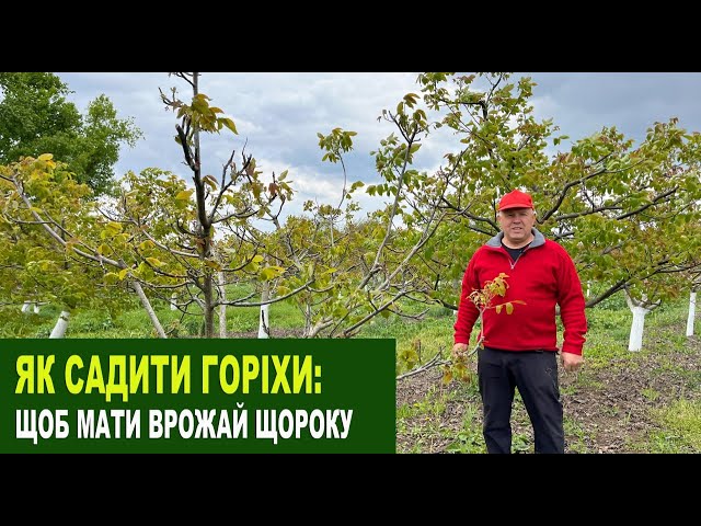 №222 Чому варто садити горіхи різних строків дозрівання