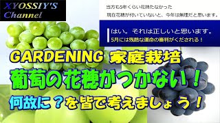 【XYOSSIYのライフチャンネル】ブドウの花穂がなぜつかない！考えましょう。（巨峰、ネオマスカット、シャインマスカット、BKシードレス、ナイヤガラ、デラウエア、家庭栽培）