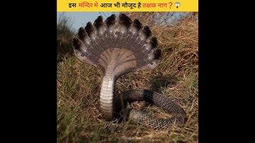 इस मंदिर में आज भी मौजूद है तक्षक नाग ❓😱😱 || #dailyfacts #shorts #shortsfeed