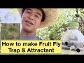 How to make Fruit fly trap & Attractant using local materials by Marlo Bibat.