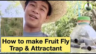 How to make Fruit fly trap & Attractant using local materials by Marlo Bibat.