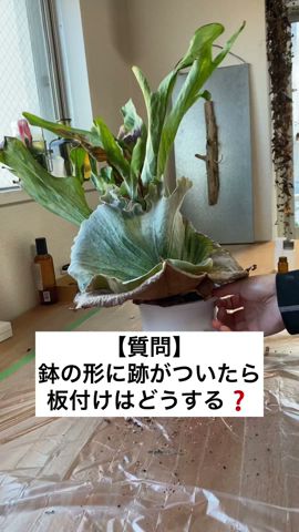 形の悪いビカクシダの板付け方法