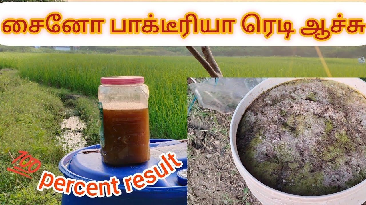 சைனோ பாக்டீரியா ஒரு வழியா நாமே உருவாக்கியாட்சு/இயற்கை வழி விவசாயம்/விதை நெல் முதல் அறுவடை வரை
