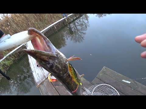 Video: Pike Rybí Koláče