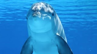 Сочинский дельфинарий. Дельфины катают Суперблестку)))