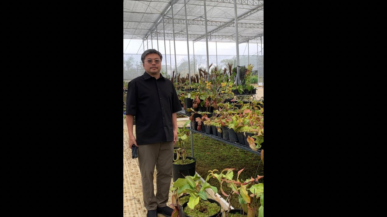 ブラックスワンを植える - YouTube