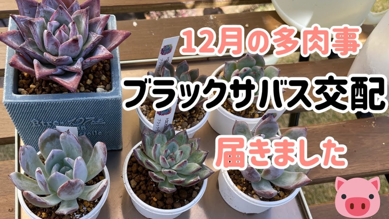 多肉植物 ブラックサバス♡交配種セット 12月の多肉事、置き場問題発生増設/ブラックサバス交配開封、植付け