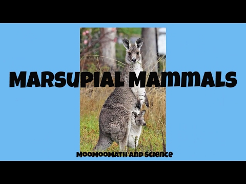 Video: Peta Aktivitas Kromosom Tammar X Menunjukkan Bahwa Inaktivasi Marsupial X Tidak Lengkap Dan Melarikan Diri Bersifat Stokastik