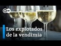 El lado oscuro de la industria del champán | DW Documental