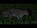 Male Baghrol - The fishing cat - Baghrol Basha Amta, Howrah